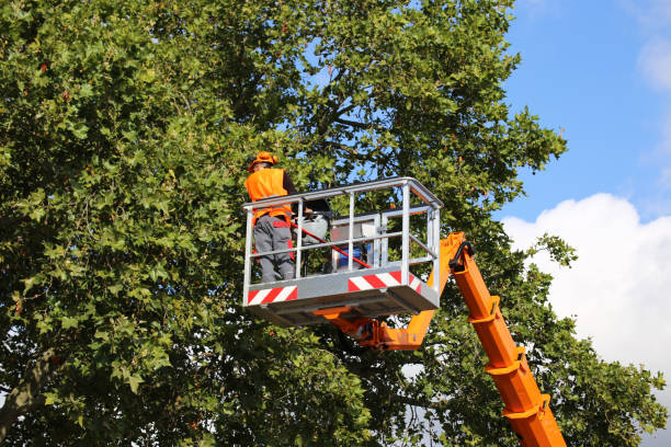  , USA Tree Removal and Landscaping Services Pros